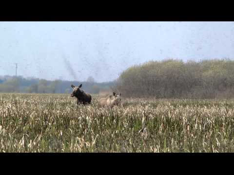 Biebrza 2011 - "galopujace" łosie