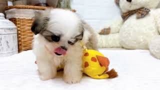 ハーフ犬の動画02