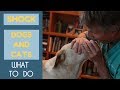Shock: How To Tell If Your Pet Has It, What To Do