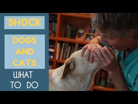 Shock: How To Tell If Your Pet Has It, What To Do