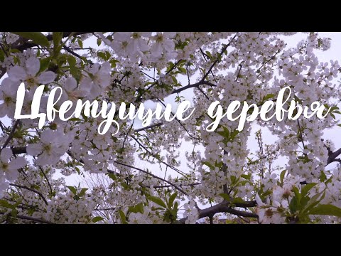 Цветущие деревья. Красивая музыка для души Эдгара Туниянца.