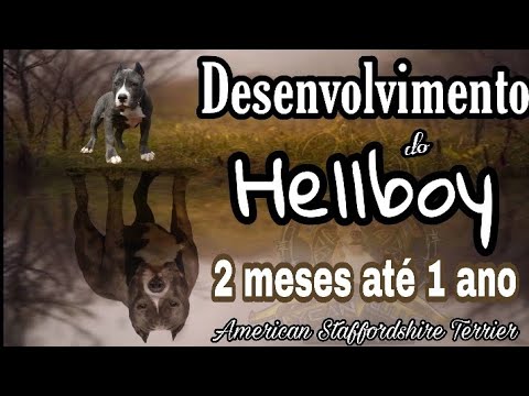 Crescimento do American Staffordshire Terrier 2 meses até 1 ano - Hellboy