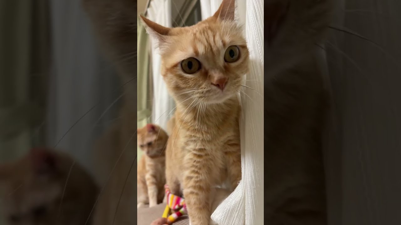 ぽてぽてポテトササミ巻きちゃんねる がライブ配信中！