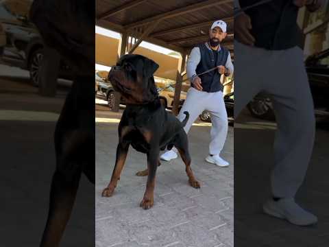 Most dangerous dog is Rottweiler dog breeds 🐕 and popular 🌎 dogs breeds #rottweiler #dangerous #dog