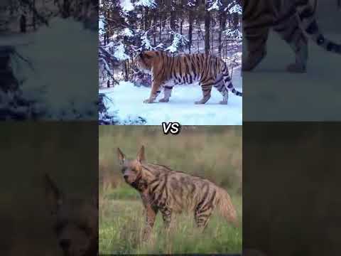 Siberian Tiger VS All Striped Hyenas #animals #wildlife #shorts #siberiantiger #hyena