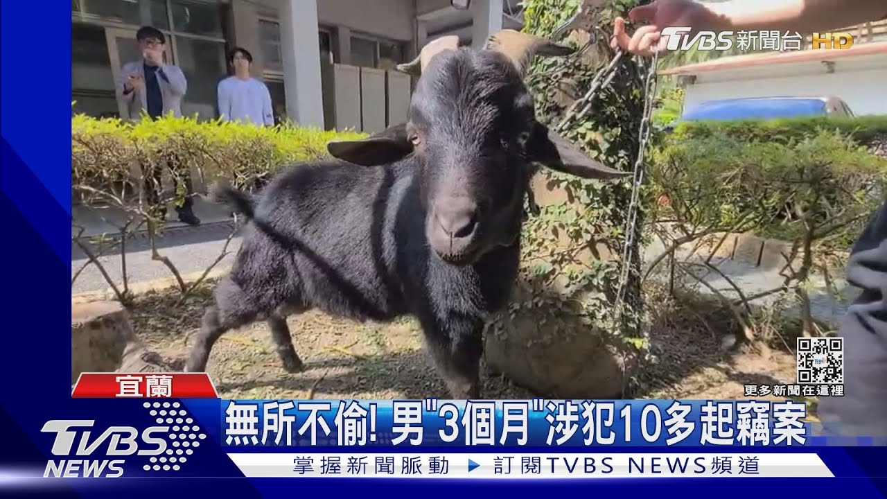不只機車、盆栽、雞蛋! 慣竊順手牽「羊」