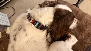 Dog Outgrew Her Collar - Here's What I Got! So Cute!!