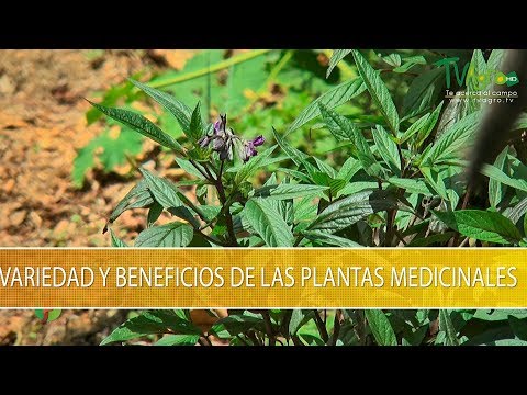 Variedades y Beneficios de las Plantas Medicinales - TvAgro por Juan Gonzalo Angel Restrepo