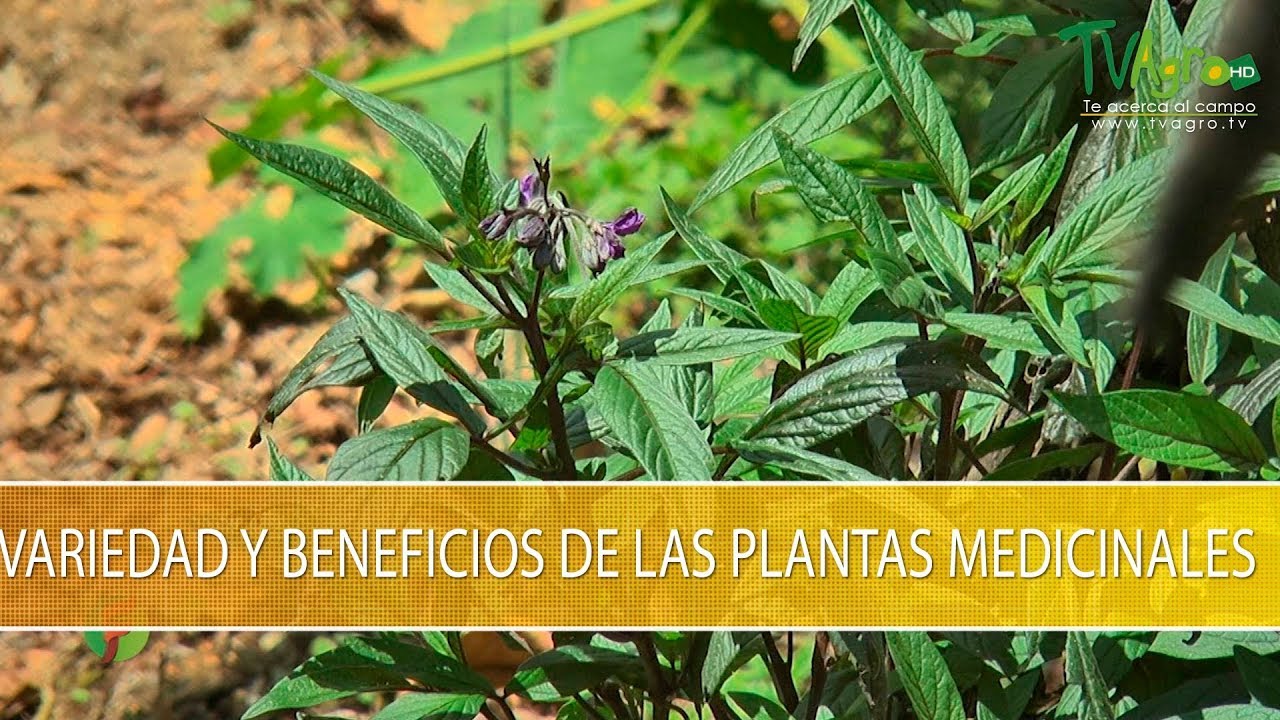 Variedades y Beneficios de las Plantas Medicinales - TvAgro por Juan Gonzalo Angel Restrepo