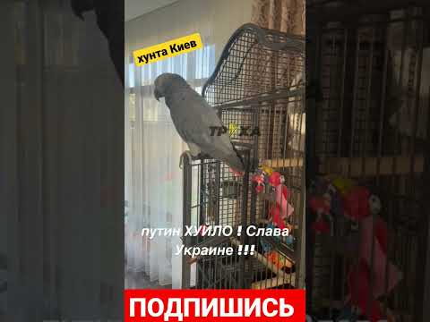 даже птица знает правду