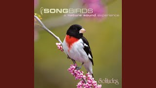 Download lagu Red-Breasted Grosbeak and Chestnut-Sided Warbler mp3 Download lagu Red-Breasted Grosbeak and Chestnut-Sided Warbler mp3