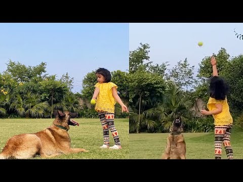 Mahendra Singh Dhoni's CUTE Daughter ZIVA Trains HUGE German Shepherd Dog