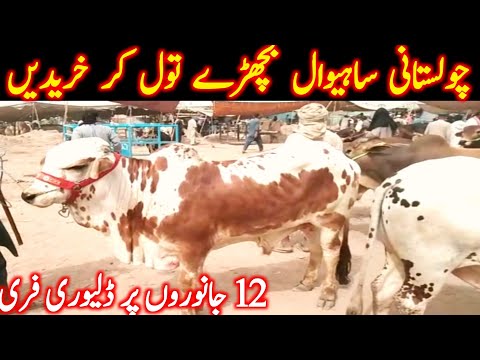 Sahiwal Cholistani Bachre Neli Ravi Jhotian Sheikhupura Ehsan Bhai || Global Village Farming