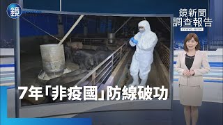 【鏡新聞調查報告】7年「非疫國」邊境防線破　台中梧棲爆發非洲豬瘟！｜鏡週刊Ｘ鏡新聞