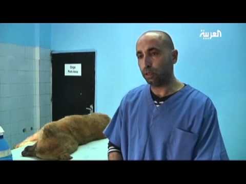 Jordan to control stray animal population