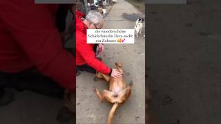 Die wunderschöne Schäferhundin Hera wird seit 3 Jahren übersehen 😢💔 #schäferhund #tierliebe