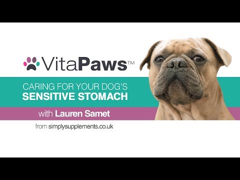 Caring for Your Dog's Sensitive Stomach