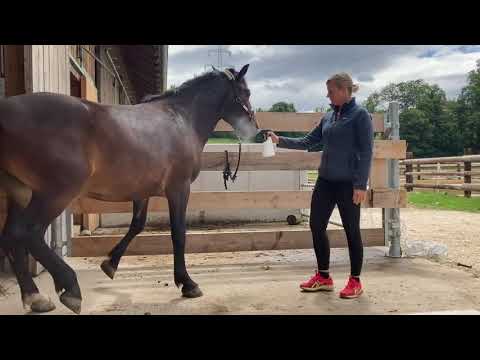 Andrea Kutsch Academy - Pferd lässt sich nicht mit Fliegenspray einsprühen Vorher/Nachher