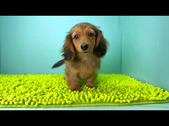 (子犬) 犬種：ダックスフンド・ミニチュア・ロング 女の子 ブリーダー マロニエケンネル　MARRONNIER KENNEL k3749の画像