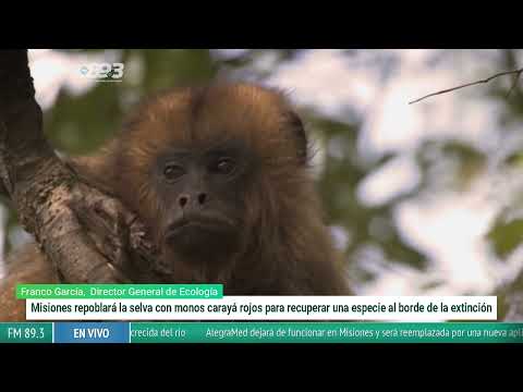“Misiones repoblará la selva con carayá rojo para evitar su extinción”