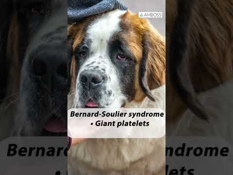 Bernard Soulier syndrome? Think St. Bernard dog #shorts #ambossmed #drzeb