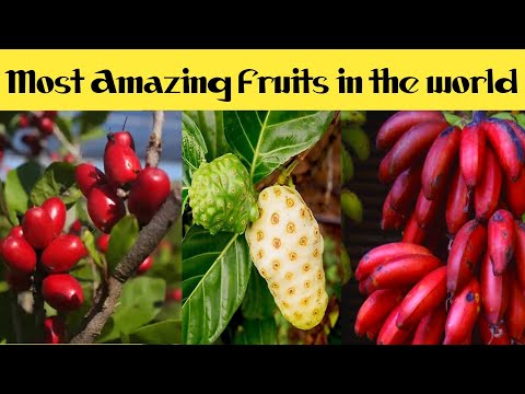 Most Amazing Fruits in the world| Unusual Fruits| Batool Talks