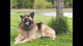 Song by Jennifer Nettles - Thank You