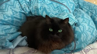 My family cat