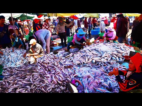 Fish Market Scenes and People Activities  Largest Fish Distribution in Cambodia