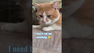 Download lagu Will you? 🤗🐱😸😍 mp3