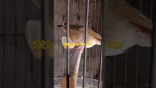 Download lagu Burung SRDC BETINA mp3