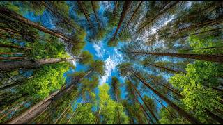 6 Hours of Calming Nature Music | No AD interruptions