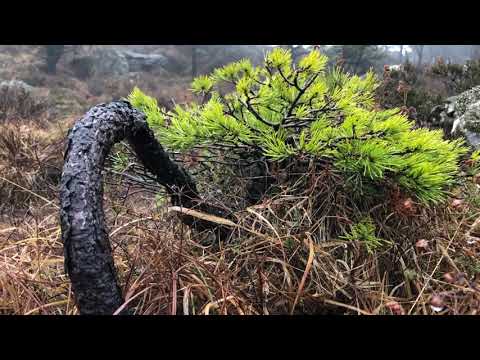 Yamadori Cascade Pine Pinus Sylvestris