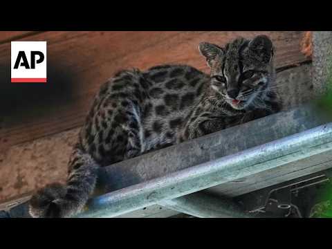 Watch 'Tigrino,' the world's newest cat species, at a Bolivian wildlife refuge