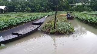 preview picture of video 'Farming of floating vegetables.ভাসমান সবজি চাষ'