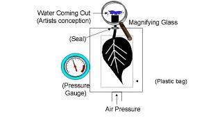Irrigation Scheduling based on plant measurements 151020