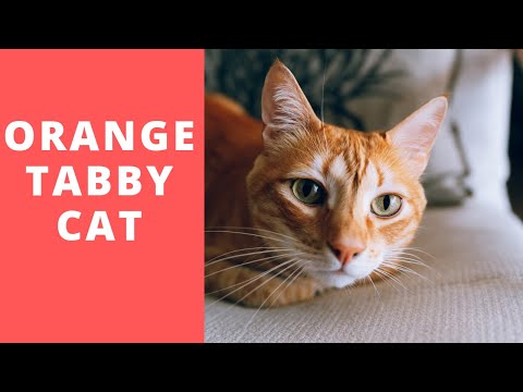 Do you know why orange tabby cats are so special?
