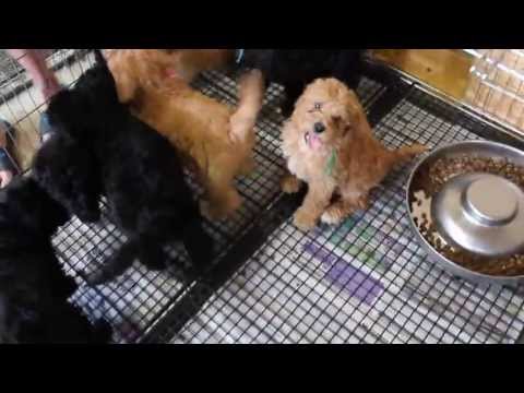 Chino & Dexter's litter