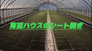 【育苗】育苗ハウスのシート剥ぎ作業！【盈科】
