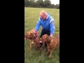 dogue de bordeaux for sale 