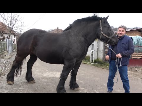 Caii lui Dacian de la Gheghie, Bihor - 2023 Nou!!!