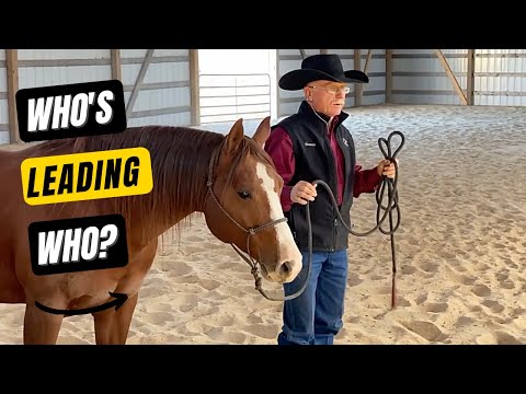 D/C  DOES YOUR HORSE LEAD YOU? Lag Behind You? Or Crowd You When Leading? Here's The Fix...