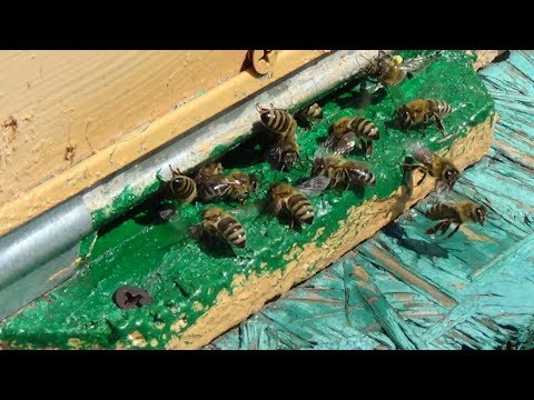 Фруктоза - это падевый мёд ???