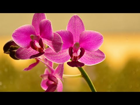 , title : 'PHALAENOPSIS ORCHID WATERING | ORCHID CARE CONDITIONS'