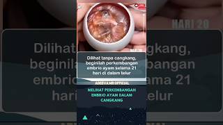 Download lagu Melihat Perkembangan Embrio Ayam Dalam Telur! #ayam #telur #egg #chicken #science #information mp3