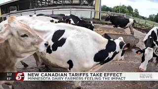 Here's why Canada's new tariffs have Minnesota dairy farmers worried