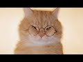 MONTAGEM MIAU Slowed