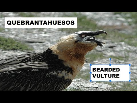 QUEBRANTAHUESOS | BEARDED VULTURE | Gypaetus barbatus