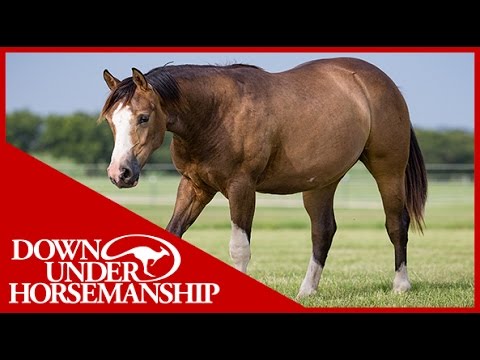 Clinton Anderson: A Useful Tool When Working With a Hard-To-Catch Horse - Downunder Horsemanship