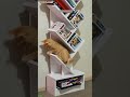 Funny Cats 2025 Cat Fight Episode 2850